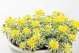 Sedum est avant tout une plante adaptée à la sécheresse. Plantez l'Orpin d'automne en terre ordinaire, plus ou moins riche, même très sèche et calcaire mais impérativement bien drainée pour épargner aux racines l'humidité froide de l'hiver. Il supporte les sols argileux dans les régions à hiver sec. L'excès d'engrais peut déformer cette variété érigée. Installez-le impérativement au soleil, pour accentuer la coloration du feuillage.