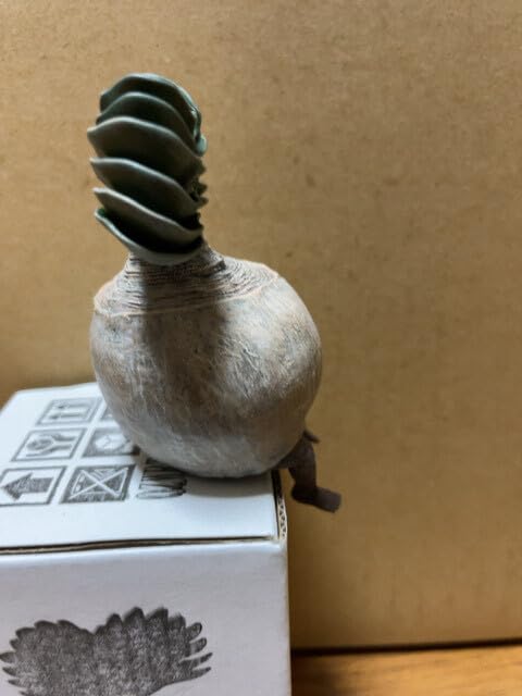 新品　OZWRT TheCaudexMan BoophaneMan SSサイズ Amazon.co.jp: OZWRT BoophaneMan SSサイズ オズワート ブーファン ②