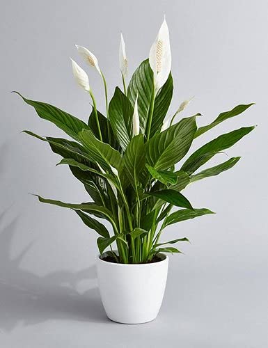 LIVE GREEN Attractive Peace Lily Flower Plant For All Season Fresh&Healthy Flower Plant Provide By Live Green (B0995K9SF2) Amazon Price History, Amazon Price Tracker