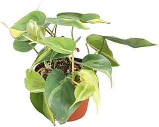 Brasil Philodendron - Live Plants in 6 Inch Pots - Rare and Elegant Indoor Houseplant