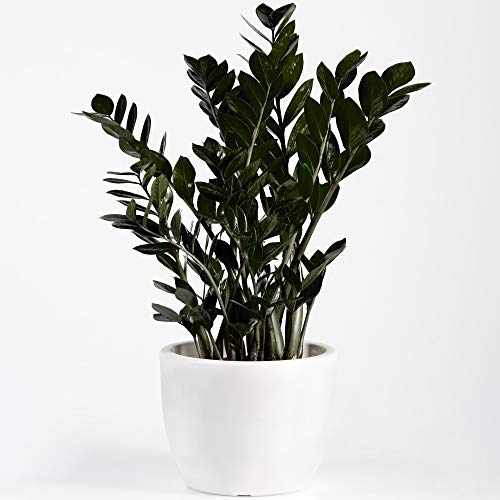 Premium Zamioculcas Raven | Indoor Schwarze Glücksfeder Pflanze für Zuhause oder Büro | 30-40cm Cover