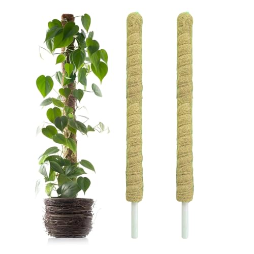Image of Natural Moss Stick for Climbing Plants, Strong Support for Money Plant, Monstera, Pothos, Indoor Outdoor Use, Manual, 50 Grams (2, 3 Feet)