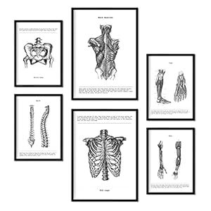 Nacnic Ensemble de 6 Affiches d’anatomie. Collection de plaques avec Collage esthétique pour la décoration d’intérieur. Tailles A3 et A4. sans Cadre.