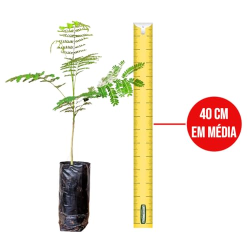 Muda de Flamboyant Mirim Amarelo Ideal Para Plantar em Calçada