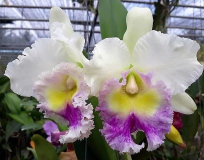 Amazon.com : Cattleya RLC Chomthong Fancy x RLC Madame Edith Bongo
