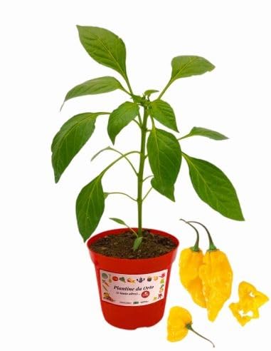 Pianta Di Peperoncino Tabasco – Vaso 14 Cm, Pronta Per Trapianto, Coltivazione Italiana Non OGM, Per Salsa E Piatti Piccanti - Foto 3
