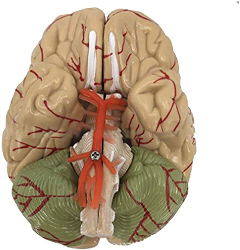 Model Anatomii, Model Pedagogiczny, Model Ludzkiego Mózgu, Anatomia, Mózg Naczyniowo-Mózgowy, Model Struktury Neuronowej, 8 Części Do Medycznych Materiałów Edukacyjnych, Model Nauki