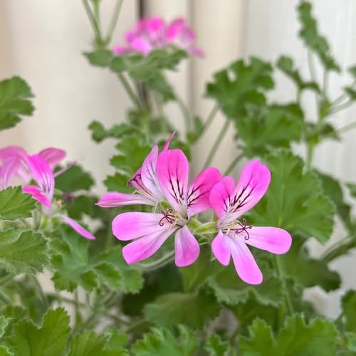 semi di geranio profumati, decorazione da giardino per esterni di geranio limone, interno, 60pcs