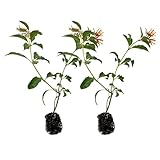 ragnaroc Dwarf Firebush 10-12' (Hamelia Patens VAR. compacta) 2ct - Live Plant for Indoor Outdoor Use, Garden & Landscaping - Live Arrival Guaranteed