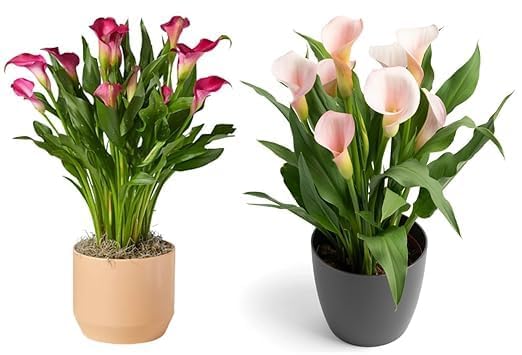 Image of live plants (PEACE LILY COMBO PACK)