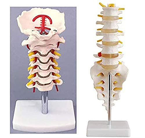 Model Human Vertebral Column - Model and Human Lumbar Vertera Cervical Model - Life Vertebral Vertebral Lumbar Nerve - Human Vertebral Vertebral Cervical