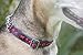 Tuff Pupper Martingale Collar for Dogs is Perfect for Training | No Pull Dog Collar with Adjustable Gentle Nylon & Steel Chain | Convenient Sizing for All Breeds Small (12-20
