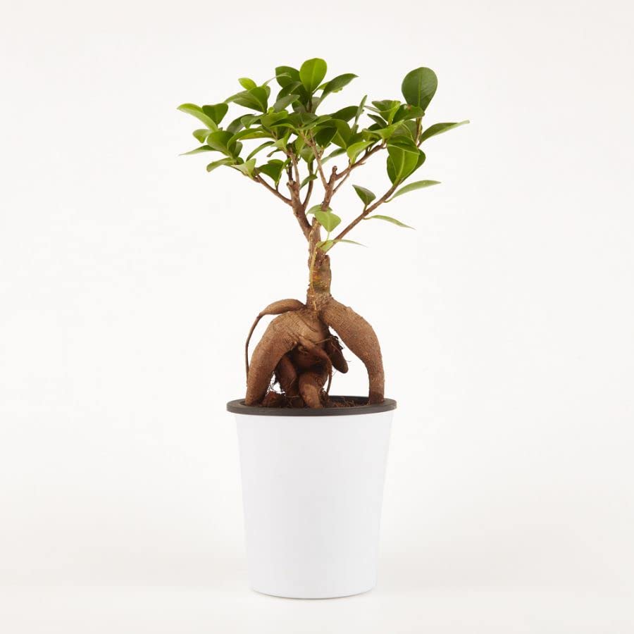 See full amazon price history chart for Ficus safari bonsai tree live plant, Live plant tree for ficus safari bonsai (1 live plant) Ficus safari bonsai tree live plant, Live plant tree for ficus safari bonsai (1 live plant) (B0BZMT31NV) Amazon Price History, Amazon Price Tracker