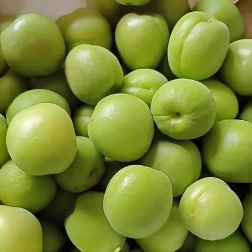 Comprar semillas de albaricoquero - interior fresca de balcón columnares resistentes 5pcs