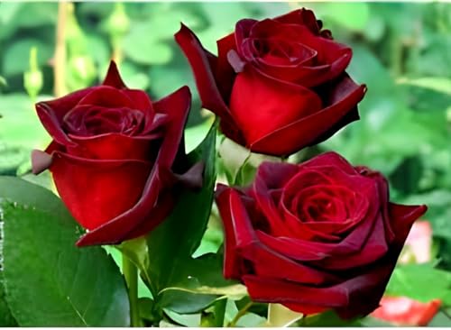Image of Most Wonderful 1Healthy Flower Dark Red Rose Plant tree |Without Pot| For Beautiful Home Garden outdoor & indoor flower plant.