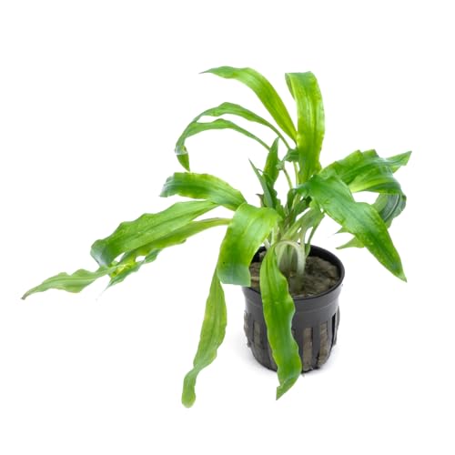 SubstrateSource Cryptocoryne Live Aquarium Plants - Freshwater Plant for Aquariums, Planted Fish Tanks - Beginner Friendly (Albida Costata, 1 Pot (3-5 Plants))