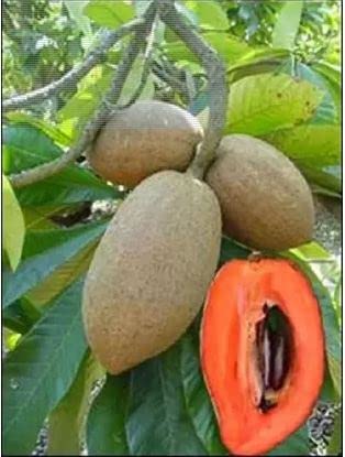 Nature Live Fruit Hybrid Sapodilla Sapota Chiku Chikoo Plant Very Sweet Fruit Healthy For Home Garden Plant (Chiku Plant 3) (B09XF4XYH7) Amazon Price History, Amazon Price Tracker