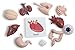 Montessori Human Organ Match - Miniature Body Parts with Cards to Match - Early Childhood Biology Learning Toy