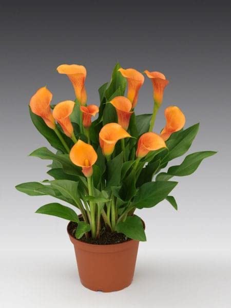 Rare Variety Orange Calla Lily Flower Bulbs Easy Growing For All Season Gardening In Home And Garden Pack Of 2 Flower Bulbs.-image-0