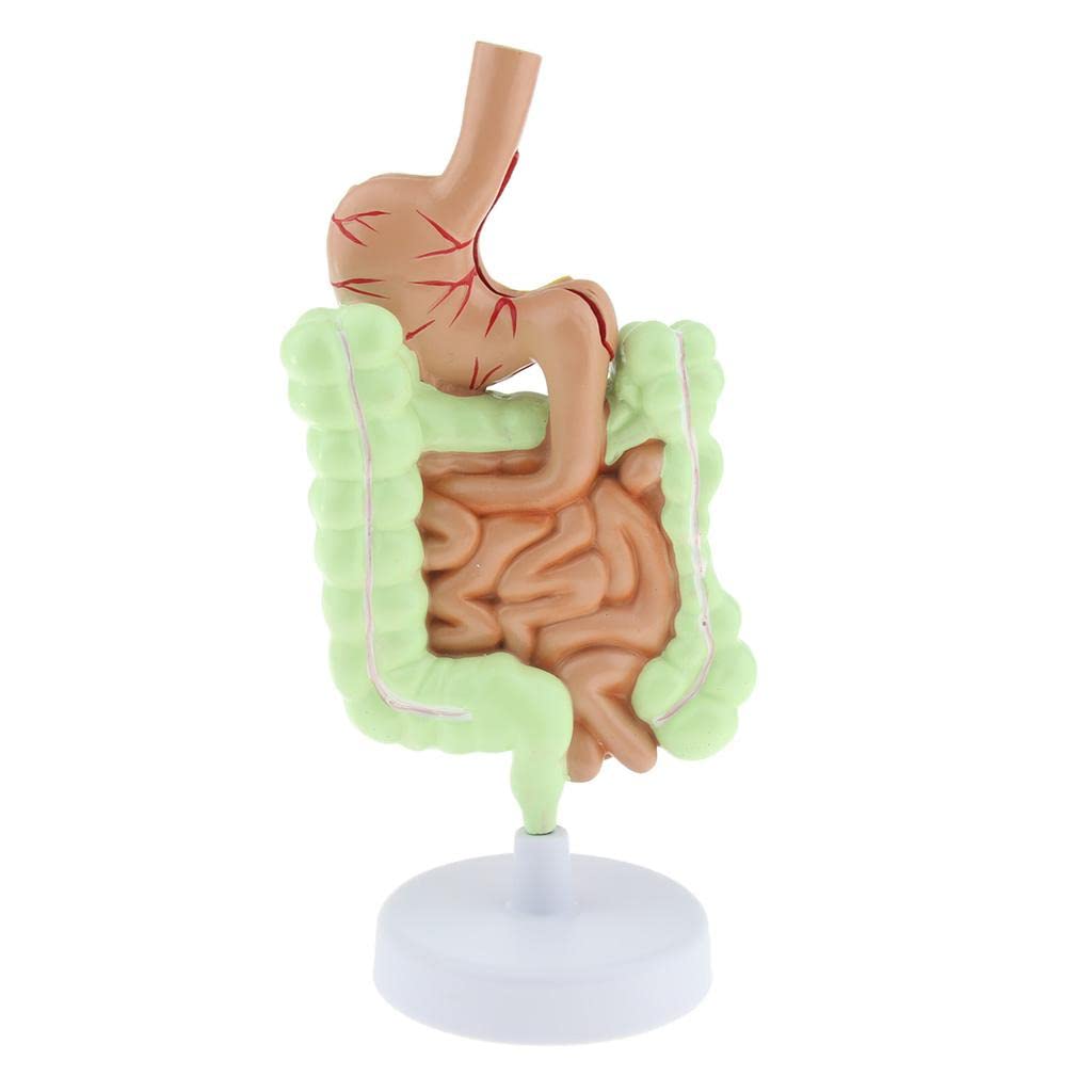 Anatomía del Sistema Digestivo Humano Modelo de Enseñanza Anatómica Estudio Anatómico