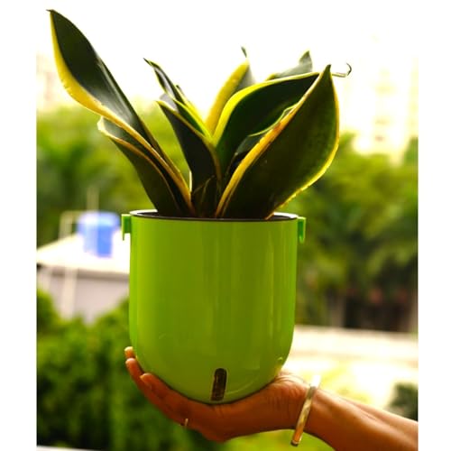 Image of Indian Discovery Self Watering Wall Hanging Planter|Hanging /Hooked Flower Pots for Home, Balcony, Garden Decor Flower Pots(2 Pcs, Parrot Green, Sphere)|6 Inch UV-Resistant Plastic Plant Pots