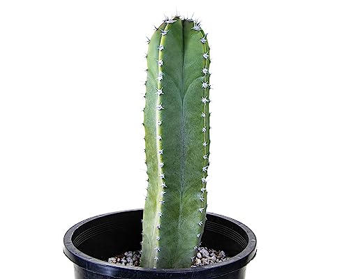 Cactus Outlet - Senita Live Cactus, Cactus Plants Live, Live