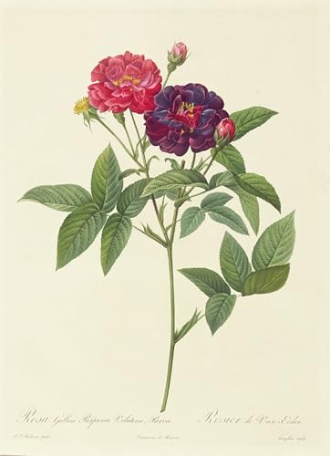 Peinture d'Art d'Affiche Rosa Gallica Purpurea Velutina Pierre Redouté Design Luxe