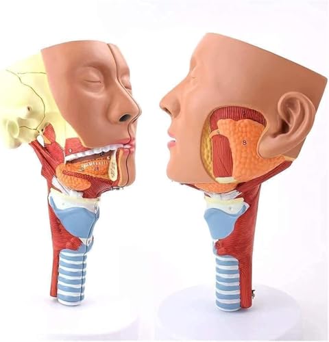 Modèle d'anatomie musculaire pour simplifier l'étude des muscles de la gorge - 2