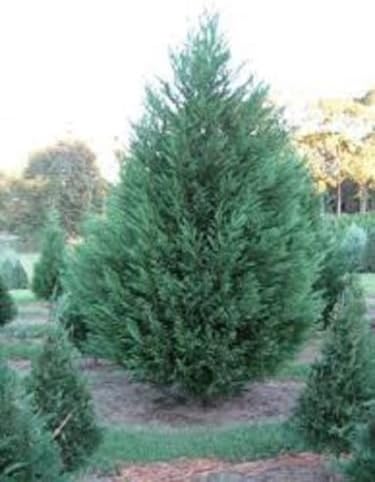 Murray Cypress, 10 plantas, planta de hoja perenne vertical, plantas