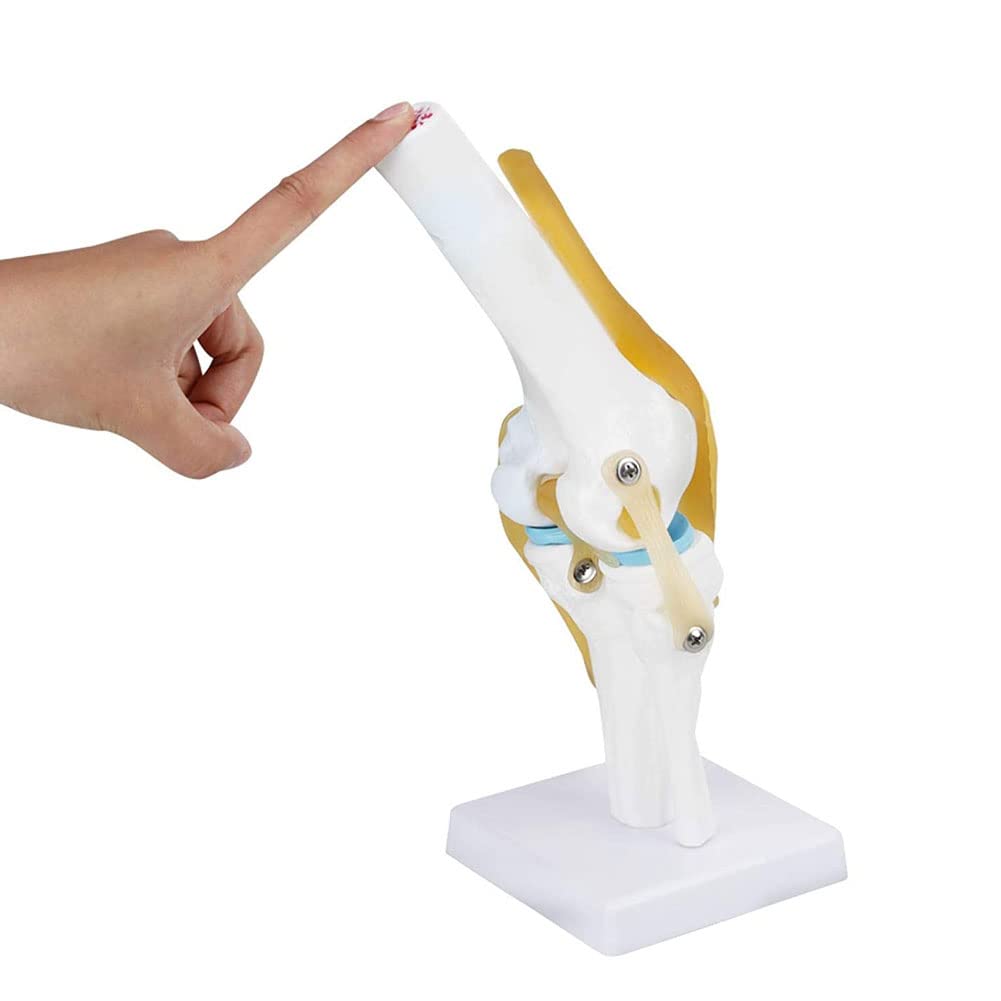 Buy Life Size Anatomical Knee Joint Flexible Skeleton Model Human Knee 