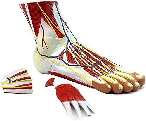 Modèle neurovasculaire du pied pour enrichir les explications dans votre cabinet médical