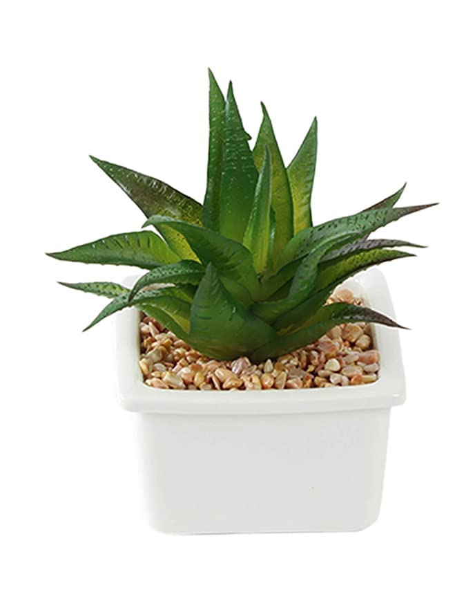 Buy PLANTERS Artificial Mini Succulent Plants in White Ceramic Pots, Fake Small Fake Plants