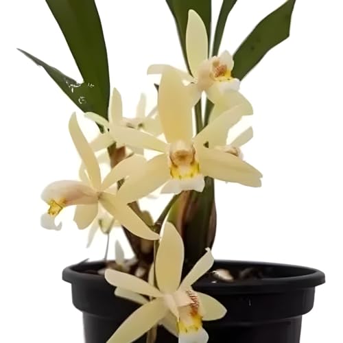Jibóia Njoy Planta Natural Folhas Variegata Vs 10 Raridade Exótica Linda Flor