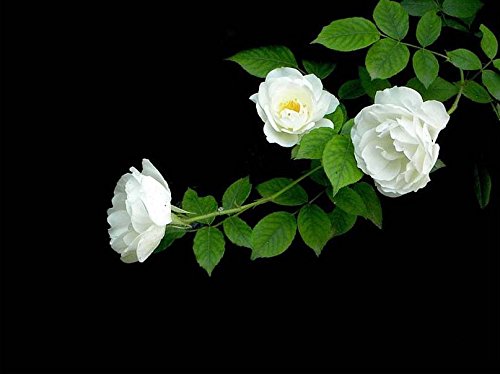 100 Pcs Climbing Colorful Rose Flowers Seeds for Garden Home Balcony Fences Yard