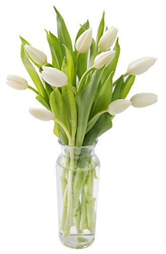 Blooms2Door PRIME NEXT DAY DELIVERY - Fall Collection - Bouquet Of 10 Farm-fresh White Tulips With Vase,.Gift for Birthday, Anniversary, Thank You, Valentine, Mother’s Day Fresh Flowers
