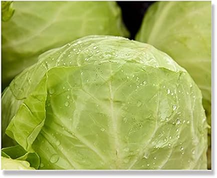 Amazon Co Jp アートパネル キャンバス ファブリック パネル アートボード インテリア おしゃれ 長方形 正方形 大きい 額縁 壁紙 インテリア ブランド キャベツ 野菜 農家 レタス やおや 八百屋 ホーム キッチン Amazon Co Jp アートパネル キャンバス ファブリック パネル アートボード インテリア おしゃれ 長方形 正方形 大きい 額縁 壁紙 インテリア ブランド キャベツ 野菜 農家 レタス やおや 八百屋 ホーム キッチン