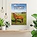 Icelandic Horses in Their Home (Wall Calendar 2026 DIN A3 High), CALVENDO Monthly Calendar: Icelandic Horses are a Robust Horse Breed with a Particularly Dense Winter Fur