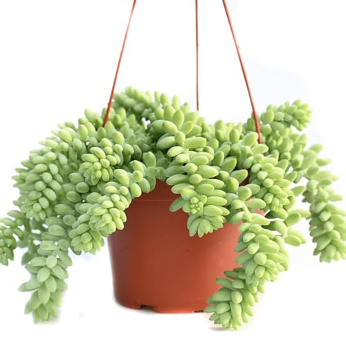 Image of Bigreen Live Hanging Plant | Sedum Morganianum (Donkey Tail) Succulent with Pot | Beautiful Trailing Plant for Home & Garden | Low Maintenance Hanging Plant for Home, Office, Garden