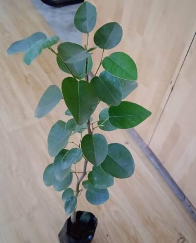 Image of RED CHANDAN PLANT /LAL SANDALWOOD OUTDOOR GARDEN LIVE ORGANIC HYBRID HEALTHY PLANT