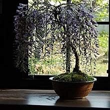 Amazon Co Jp 藤盆栽 香りと お花の 贈り物 毎年春に開花 和物盆栽 した れ藤 Diy 工具 ガーデン