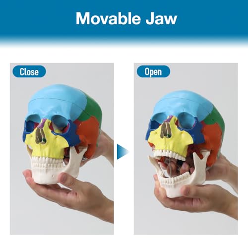 Image of Japard Human Skull Model, Detachable Anatomical Life Size Skull Head for Medical Student Human Anatomy Study Course Demonstration