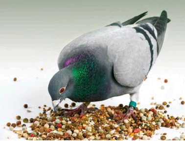 G P S Pigeon Bird Food for All Types of Pigeons 18 Mix Seeds (950Grams) (B0B676QYNL) Amazon Price History, Amazon Price Tracker