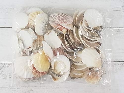 Amazon.co.jp: 貝殻の問屋さん: 二枚貝