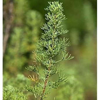 Roward - Artemisia abrotanum