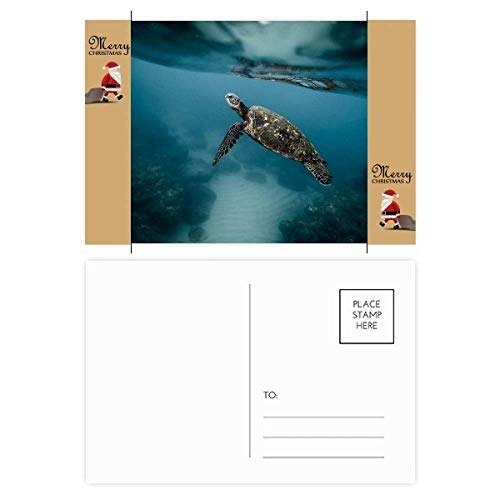 Cartes postales tortue de mer pour écrire vos souvenirs de vacances d'été à l'océan