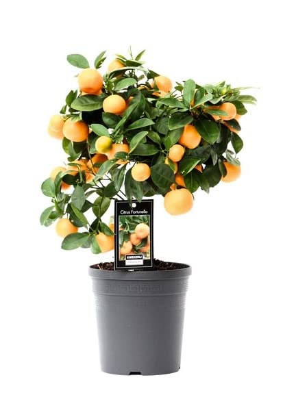 Naranjo Enano Árbol Natural para el Interior del Hogar