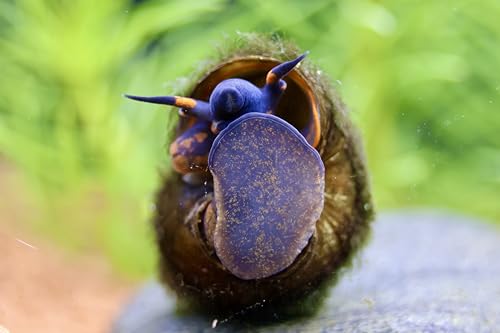2 Stück - Blue Berry Snail - Notopala sp. - Rarität, Blue Berry Schnecke - Aquarium Schnecke