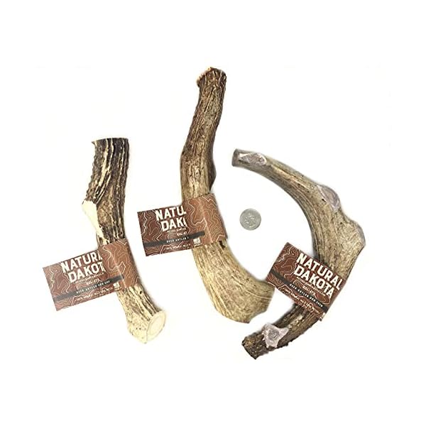 Natural Dakota Premium Deer Antler Dog Chew Toys (XX-Large) Goliath Natural Dakota Premium Deer Antler Dog Chew Toys (XX-Large) Goliath