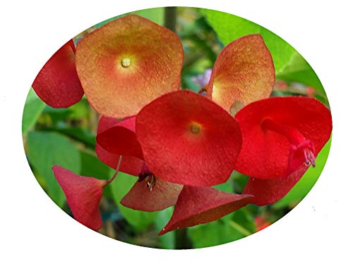 Red Mandarin Hat - Holmskioldia sanguinea - Live Tropical Plant - Unusual Scarlet Crimson Flower - Emerald Goddess Gardens - Starter Sz 4 Inch Pot