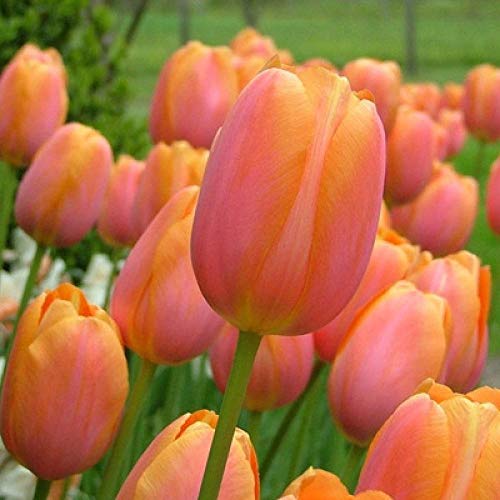 Promworld Semillas de Flores Balcones,Bulbos de tulipán-Naranja Ike_12 cm de Circunferencia,Semillas de Flores Multicolores